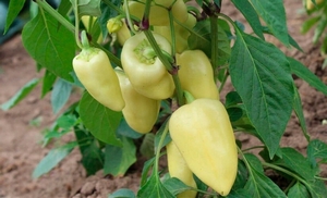 Перец Хаски
