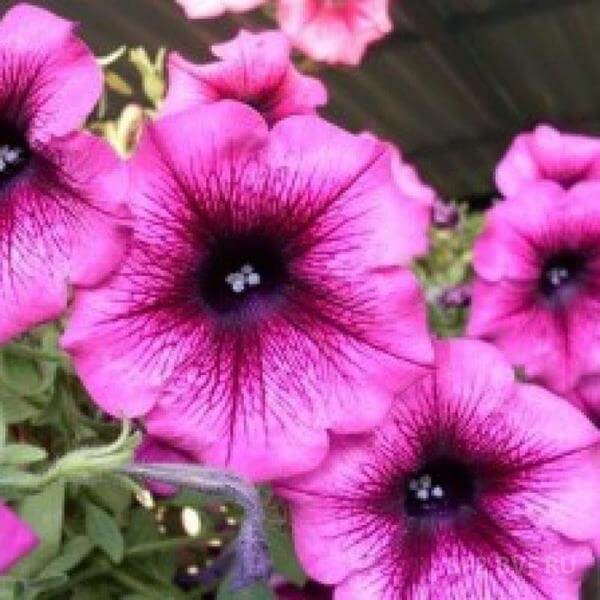 Петуния мираж орхид