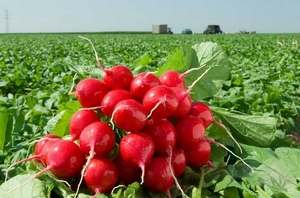 Редис Рокстар