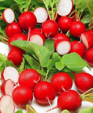 Редис Рондеел