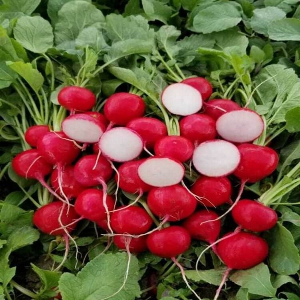 Редис Стеллар