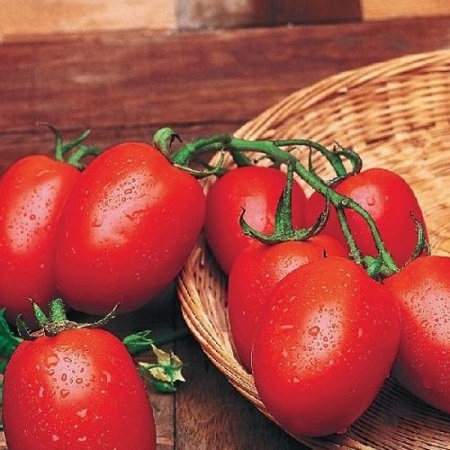 Томат Макси чиф