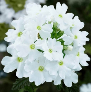Вербена кварц вайт